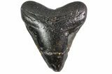 Bargain, Fossil Megalodon Tooth - North Carolina #153036-2